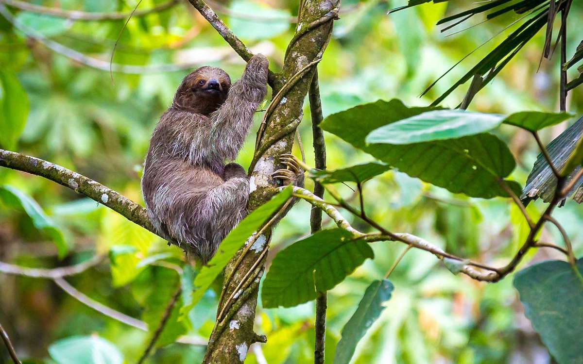 Sloths at Nayara Resort in Costa Rica
