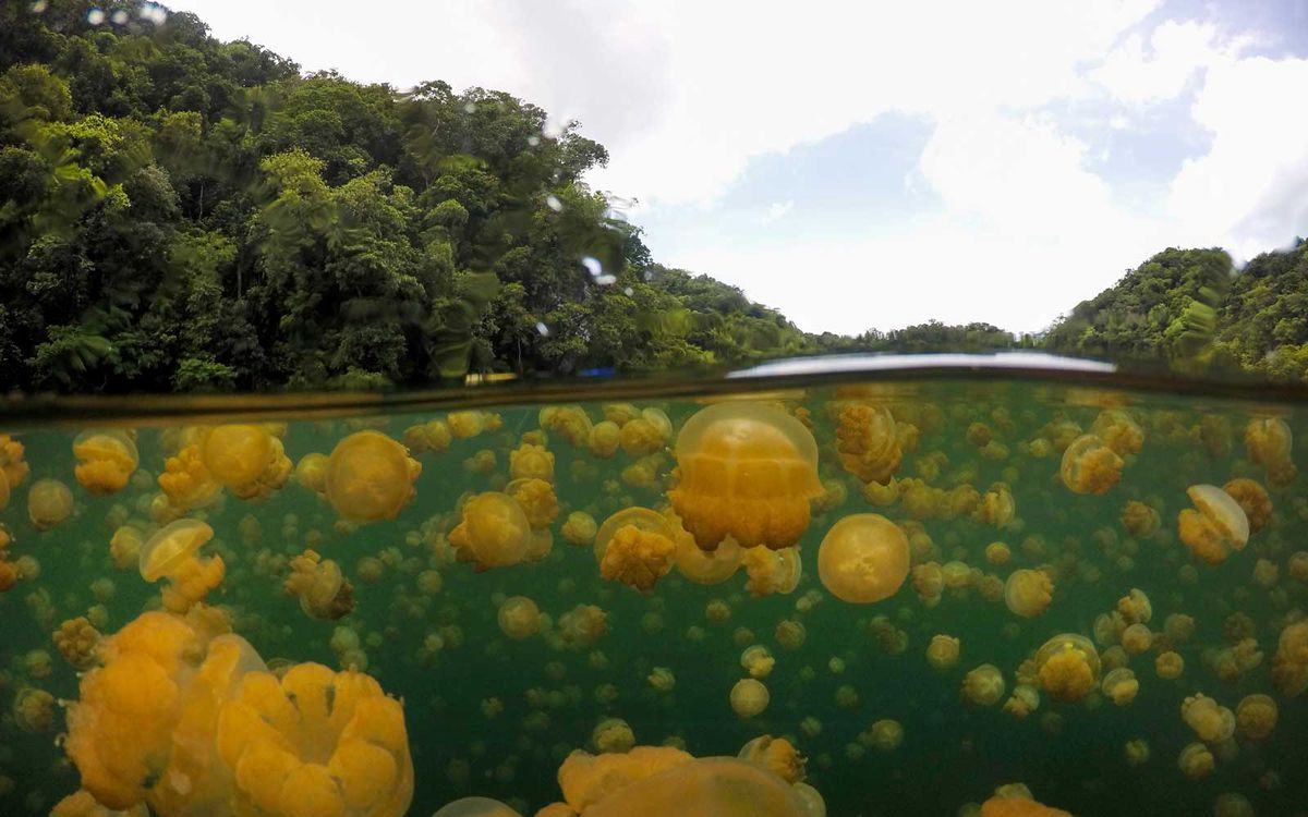 Jellyfish Live in this Lake in Palau