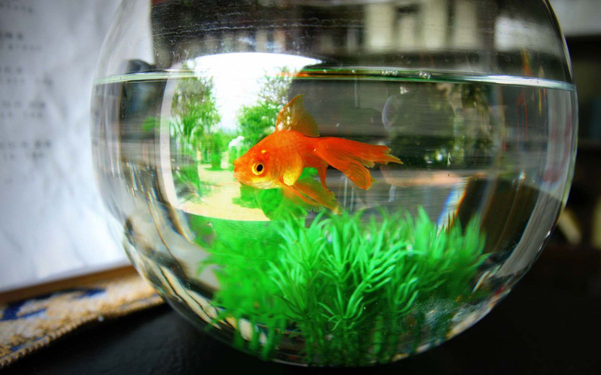 Hotel Lonely Guest Fish Bowl Goldfish Rental