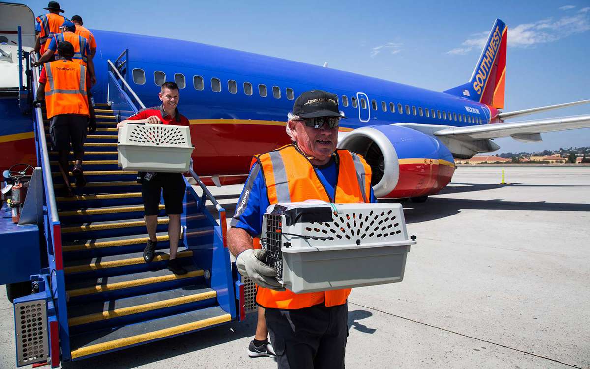 Southwest Airlines evacuate help animals hurricane Texas Harvey Irma airplane