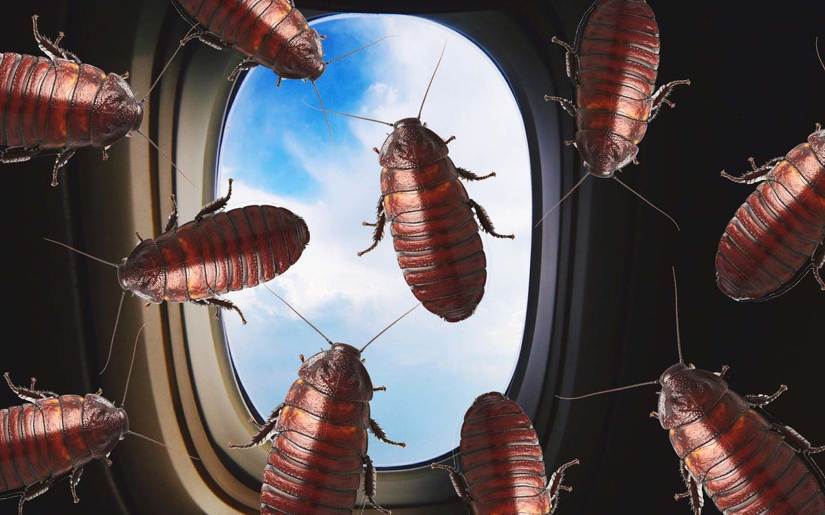 airplane cockroach insect infestation china airline