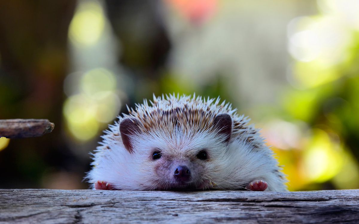 Young hedgehog in natural habitat ,Hedgehog  bokeh  background