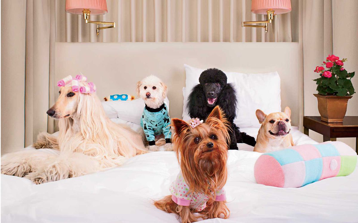 Hilton Canopy Dogs on Bed Hotel