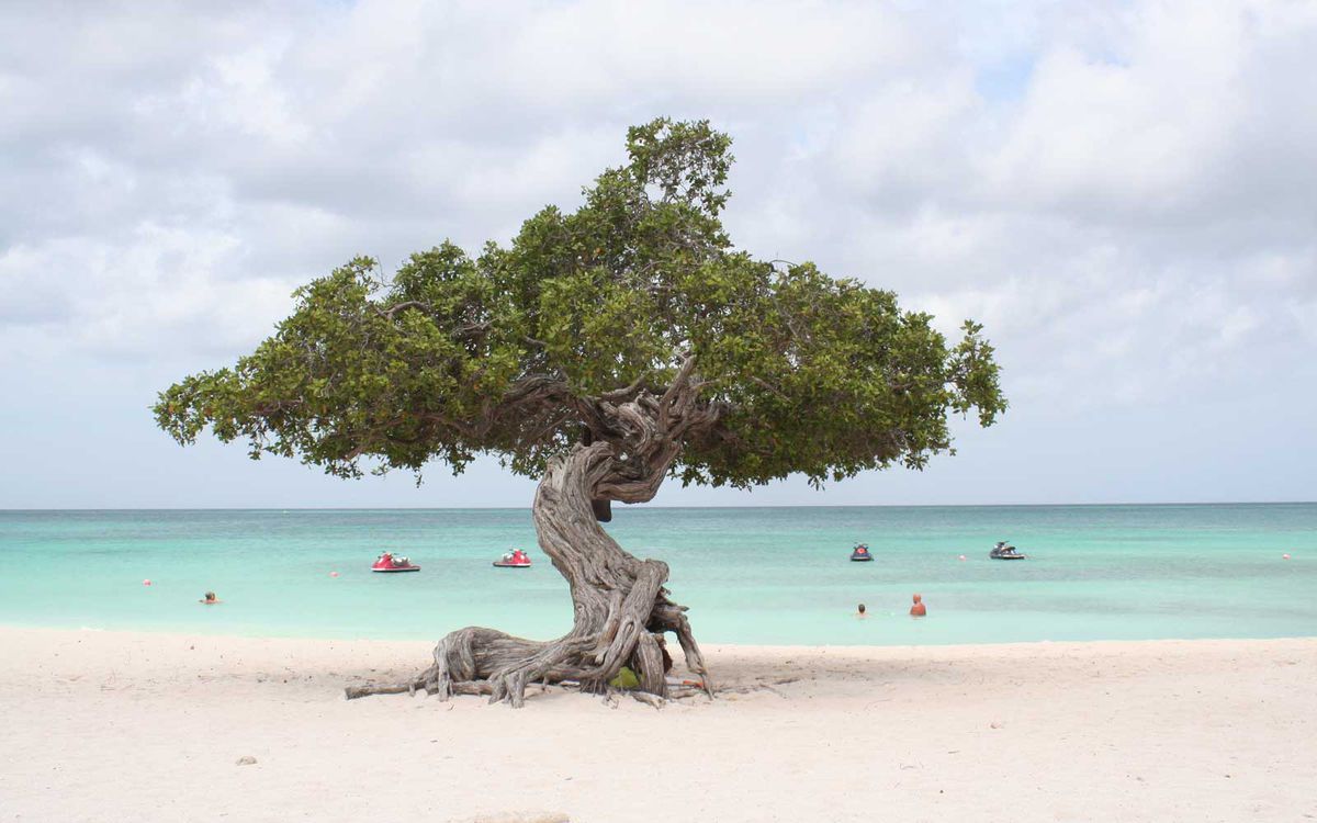 Divy tree on Eagle Beach in Aruba