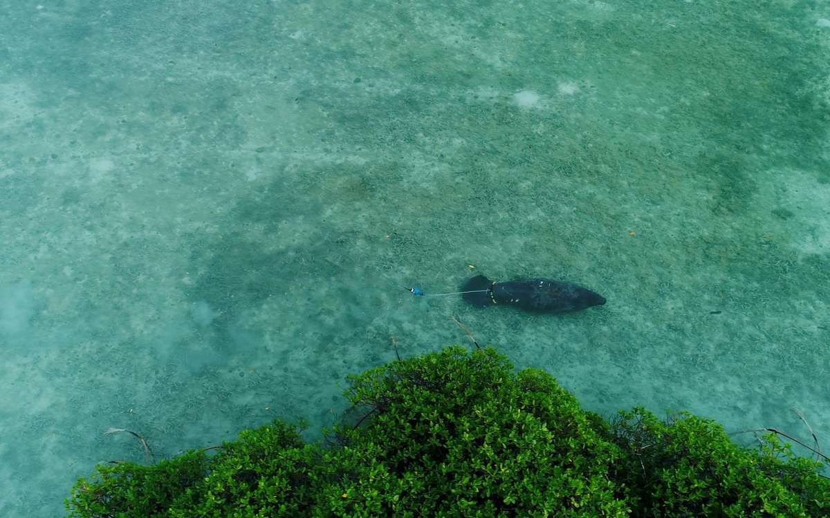 Manny-T the Manatee swimming after his release in the Bahamas