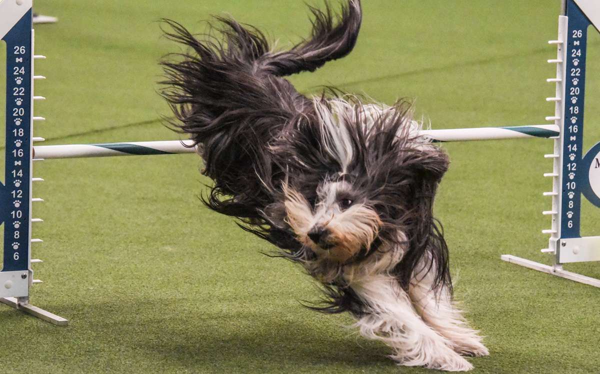 dog competing in the westminster agility 2018 competition