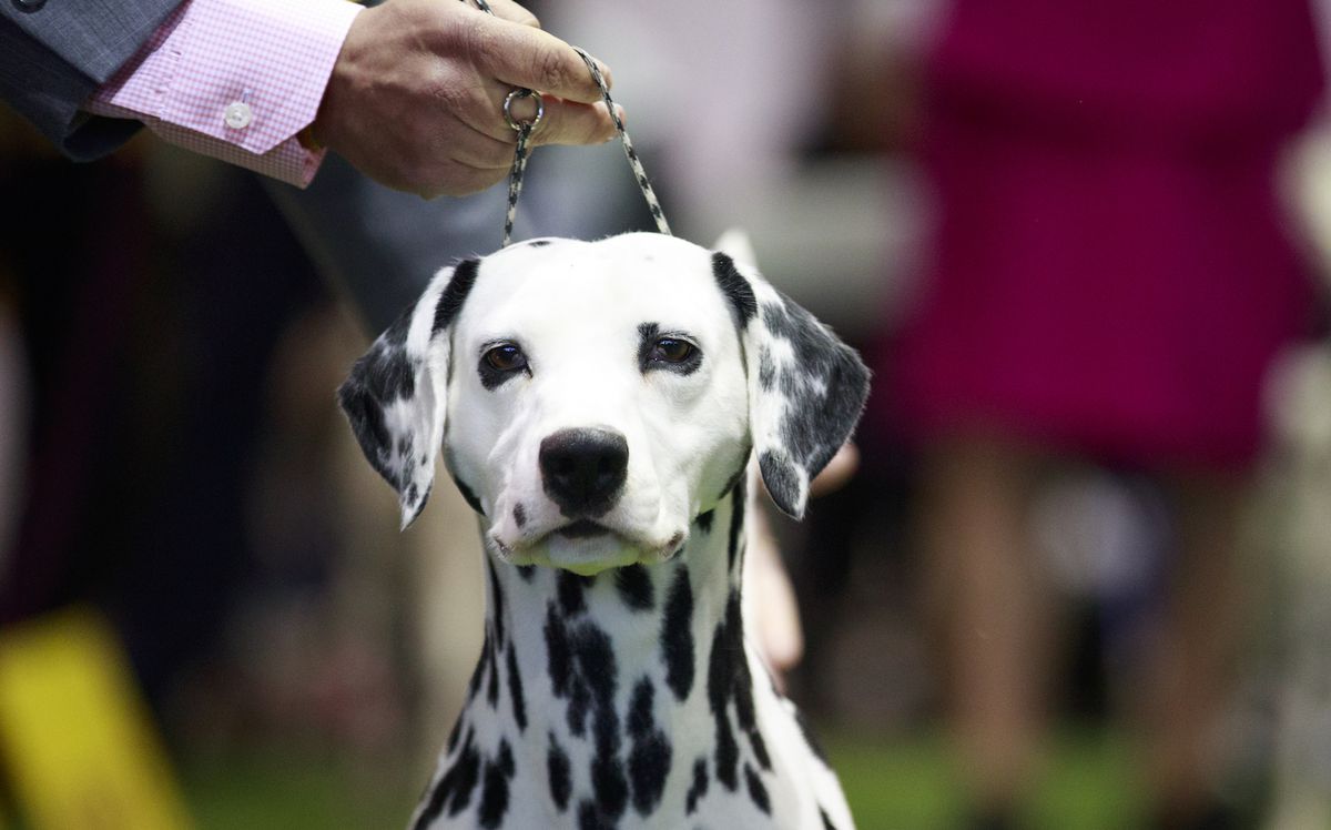 dalmatian competes westminster dog show 2018