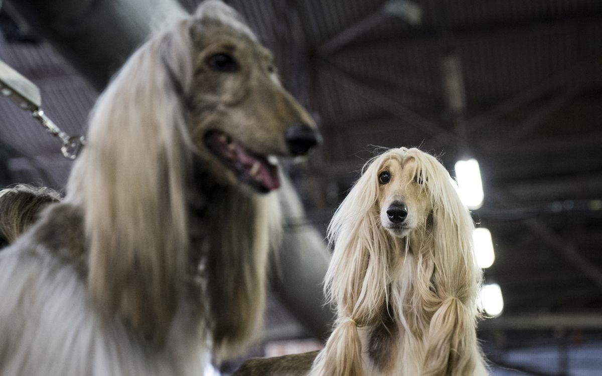 westminster dog show 2018 breeds