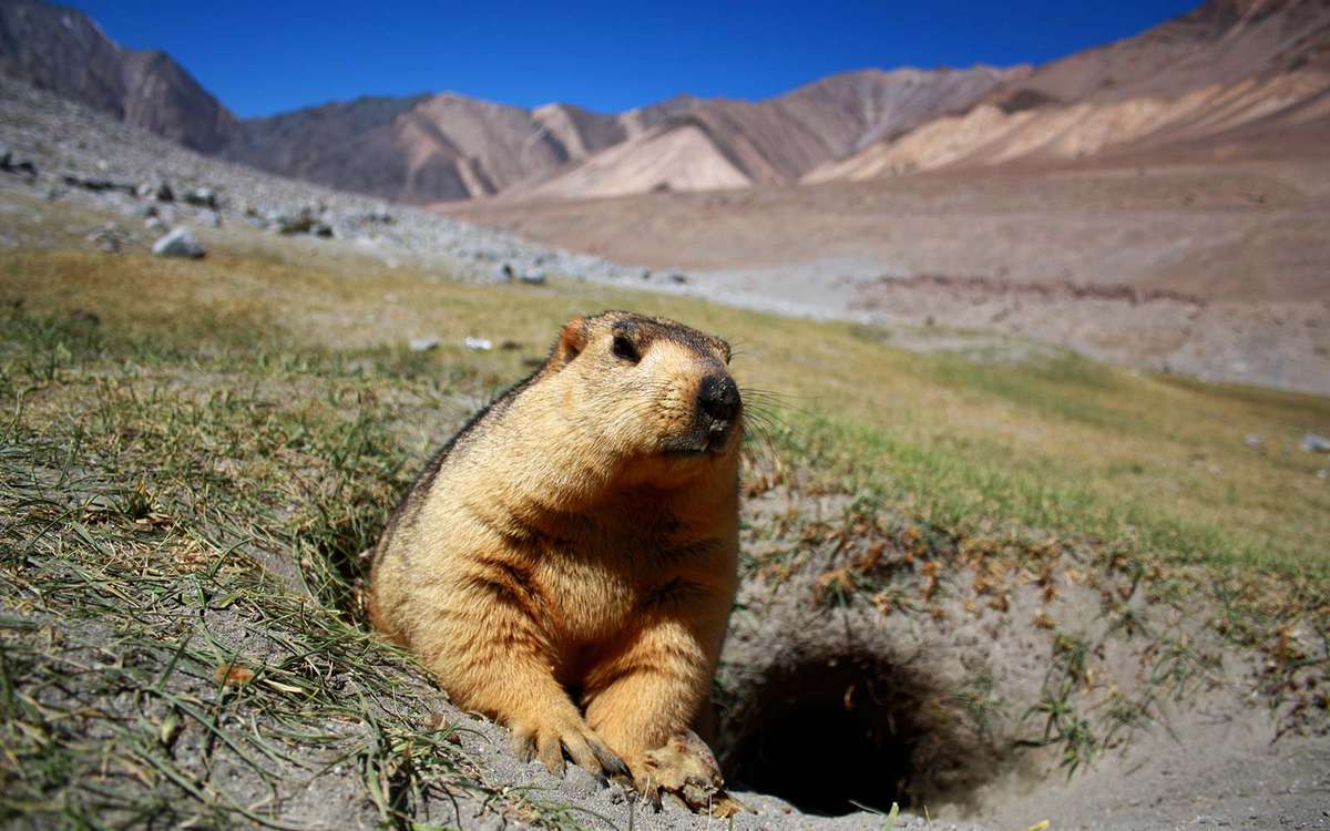 Marmot Groundhog Season Prediction Shadow