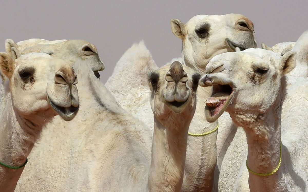 Camel Beauty contest