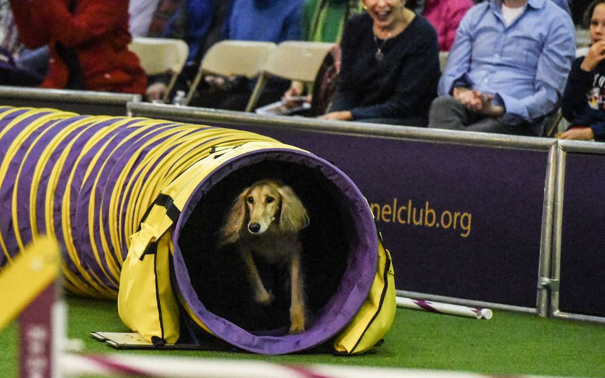 westminster kennel club agility 2018 results
