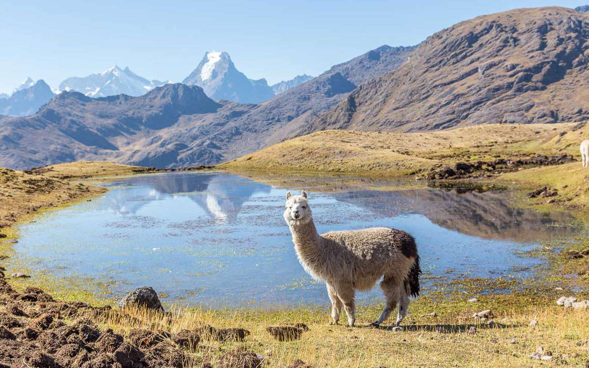 Peru Road Trip Alpacas