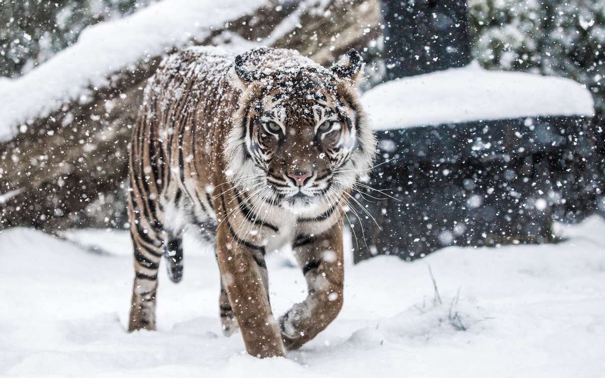 A Sumatran tiger at the London Zoo, in the snow.