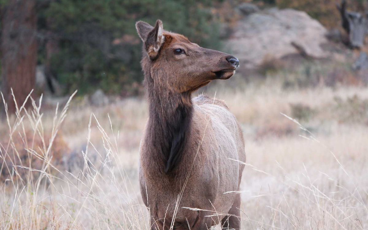 Cow Elk standing alert in meadow