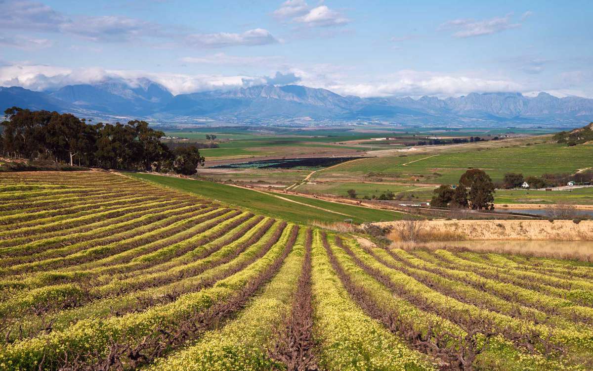 Vineyards in Swartland, South Africa