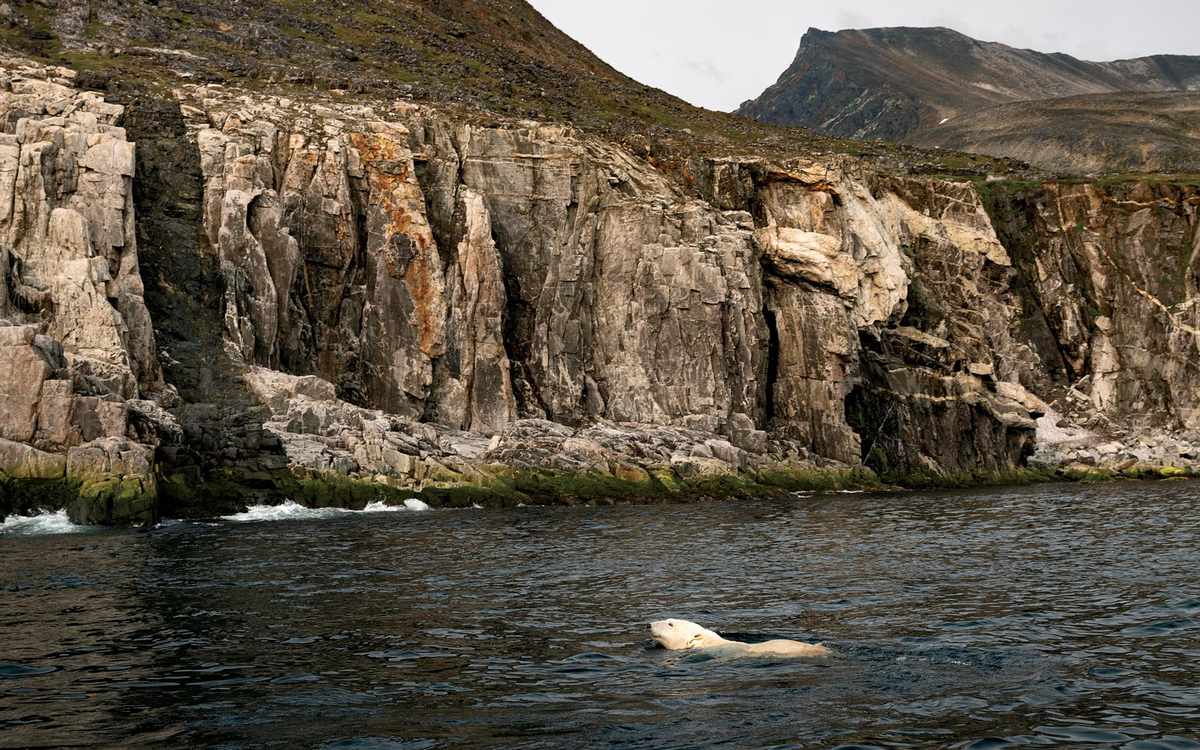Polar bear in Canada