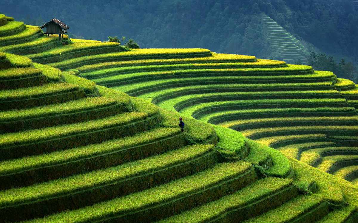 Rice Fields, Mu Cang Chai, Yenbai, Vietnam