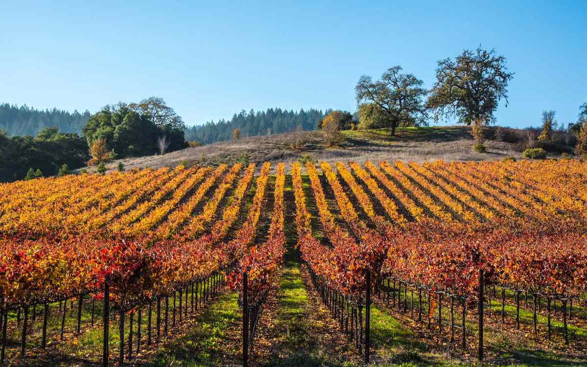 Wine Country is an area of Northern California