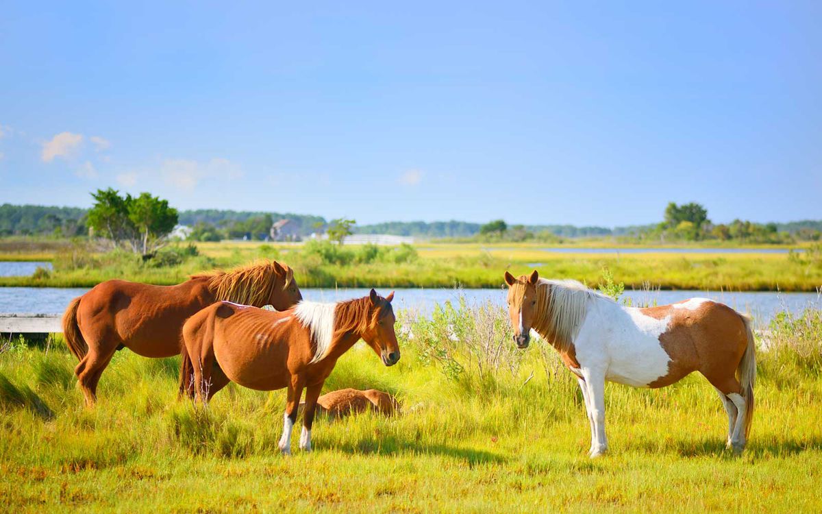 Ponies on Assateague Island
