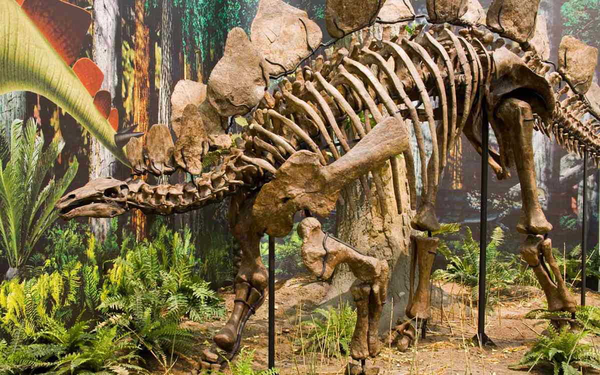 Stegosaurus skeleton in Carnegie Museum of Natural History, Pittsburgh, Pennsylvania