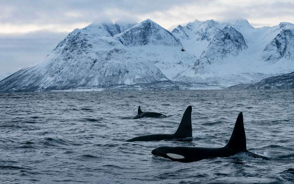 Orca pod in Norway