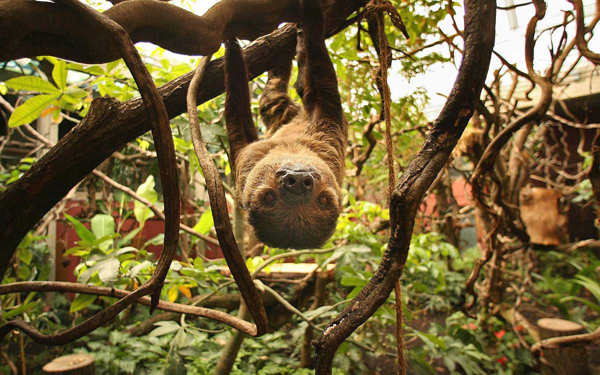 A sloth in a zoo in the UK