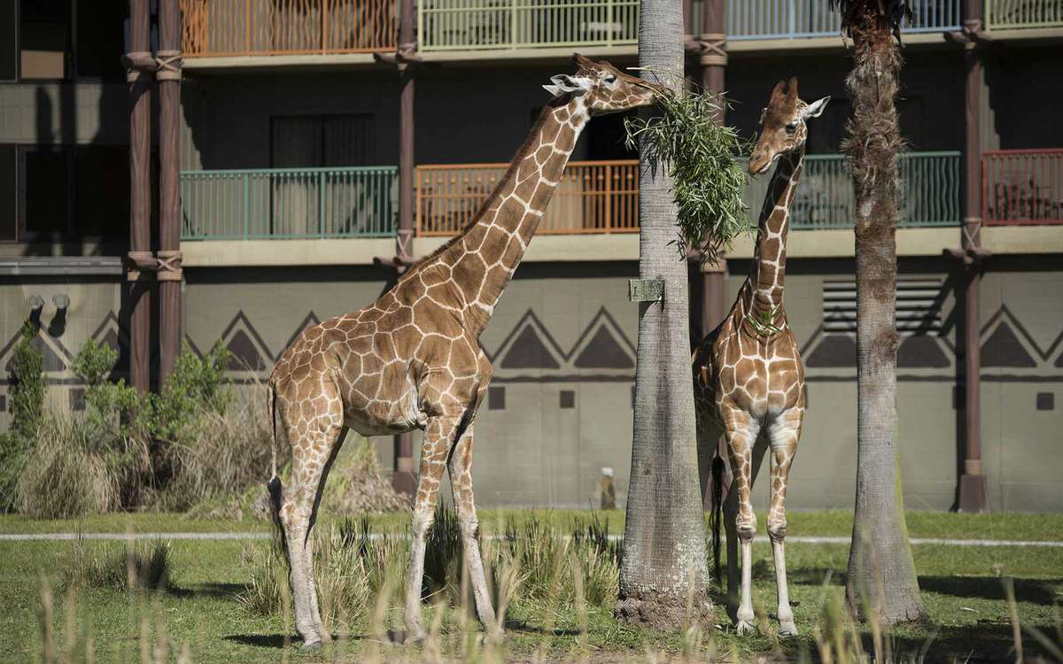 Giraffes at Disney's Animal Kingdom Lodge