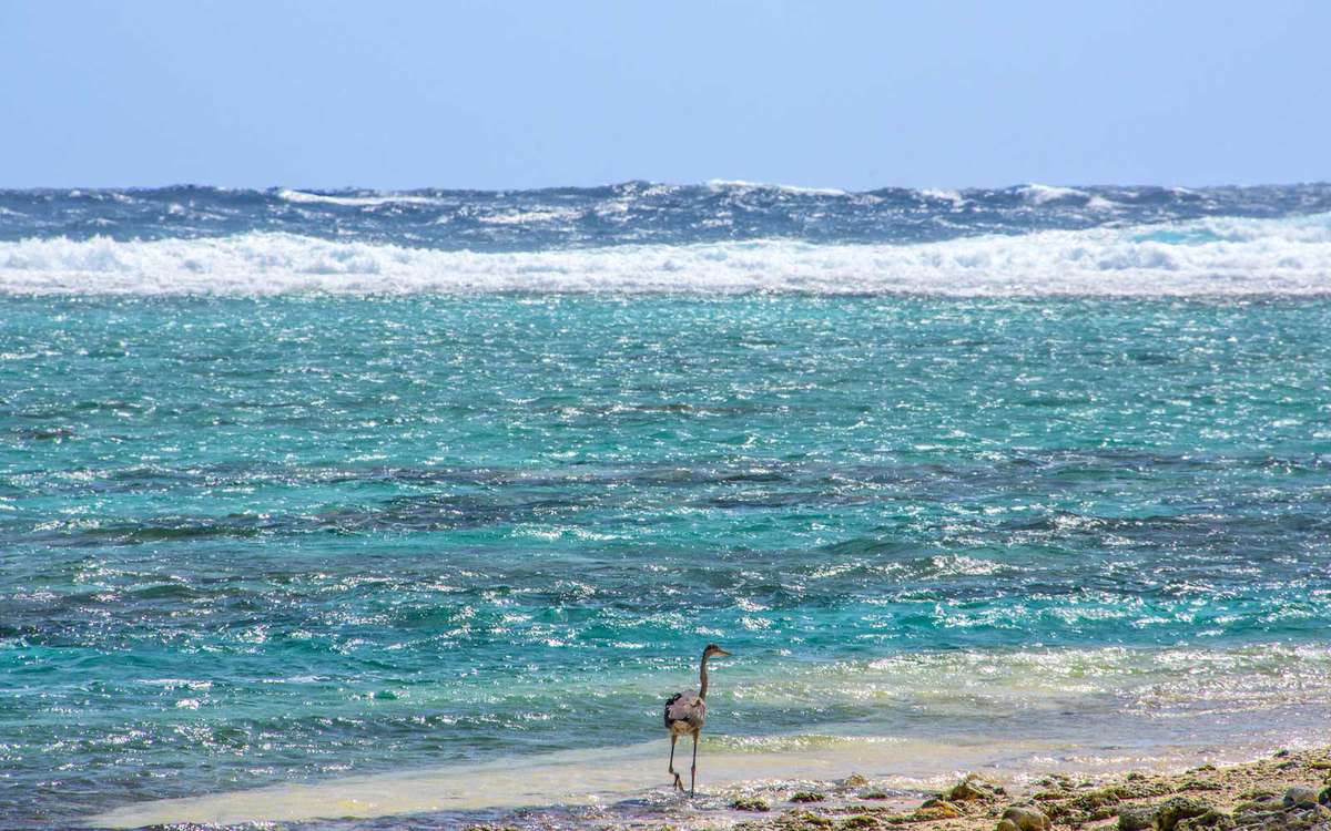 Heron walking on the beach at Half Moon Caye. Belize Caribbean.