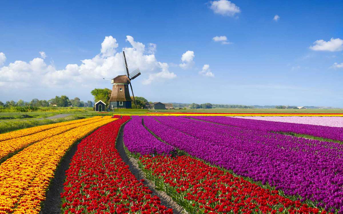 Tulips and Windmill in the Netherlands