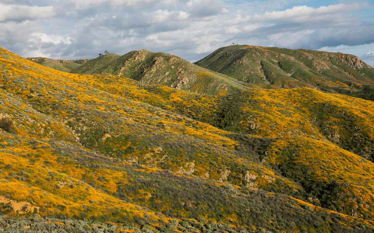 Spring 2019 Walker Canyon California Wildflower Superbloom