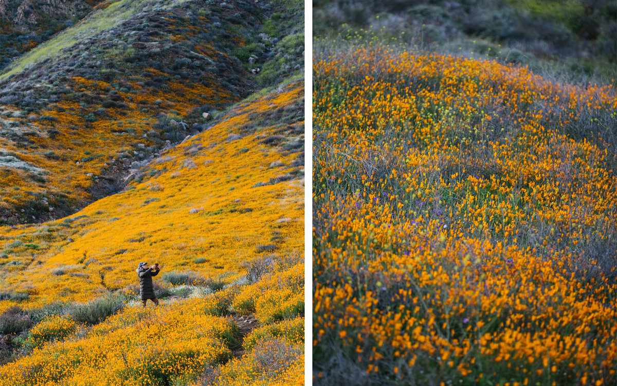Spring 2019 Walker Canyon California Wildflower Superbloom