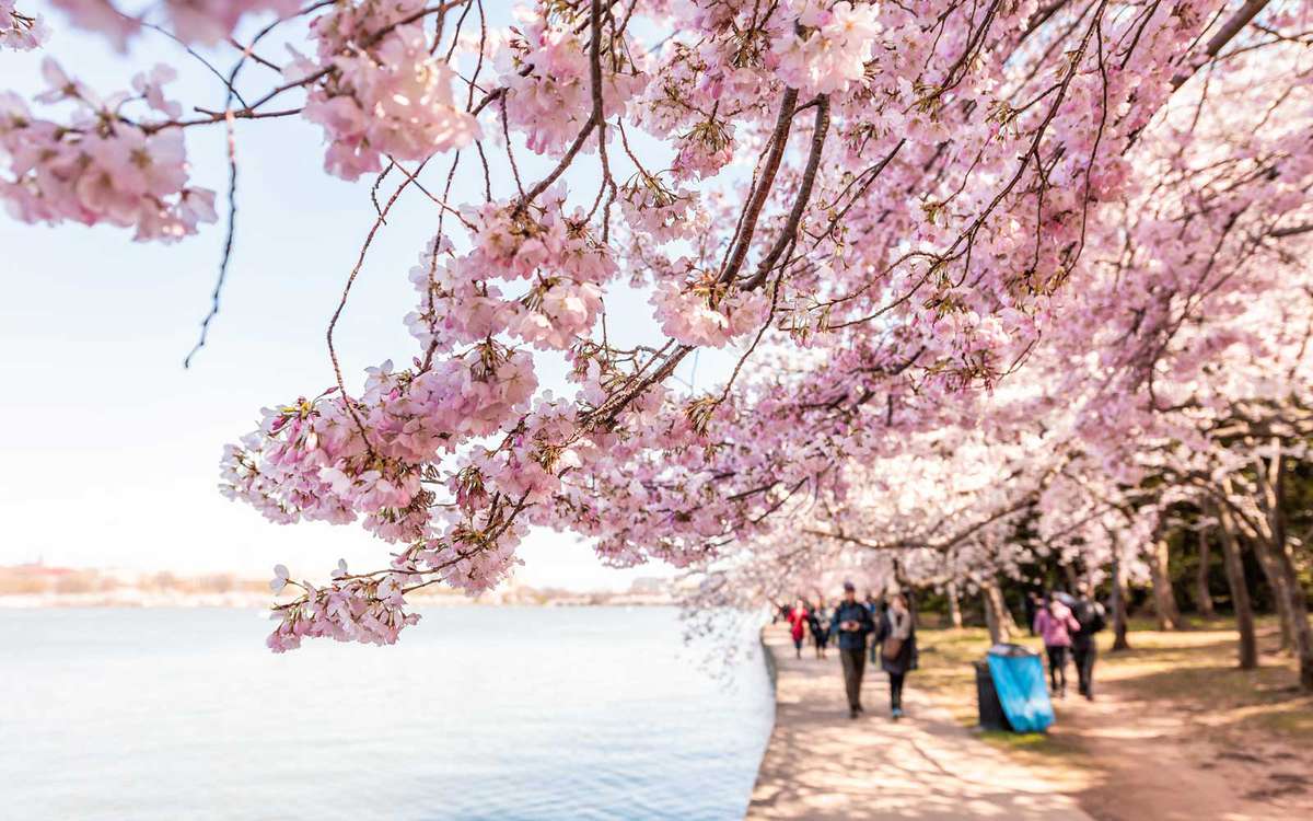 Washington, D.C. Cherry Blossoms