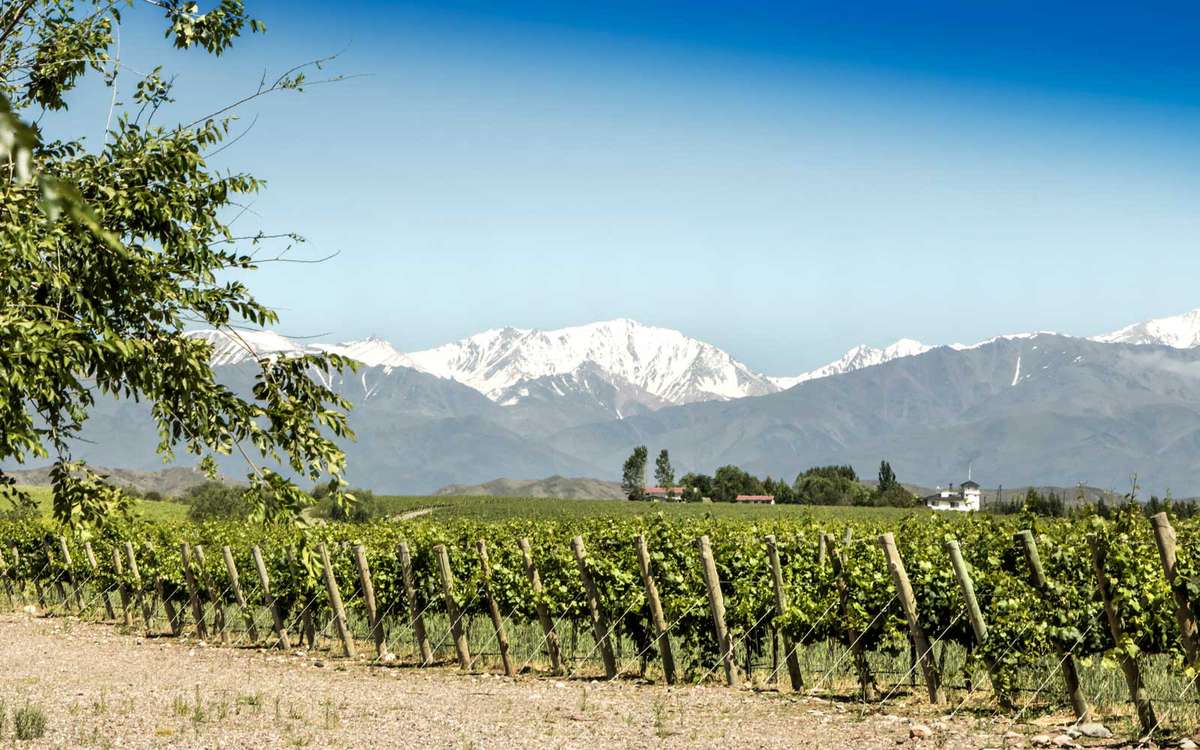 Beautiful springtime in vineyards at foot of the Andes. Tupungato, Mendoza, Argentina.