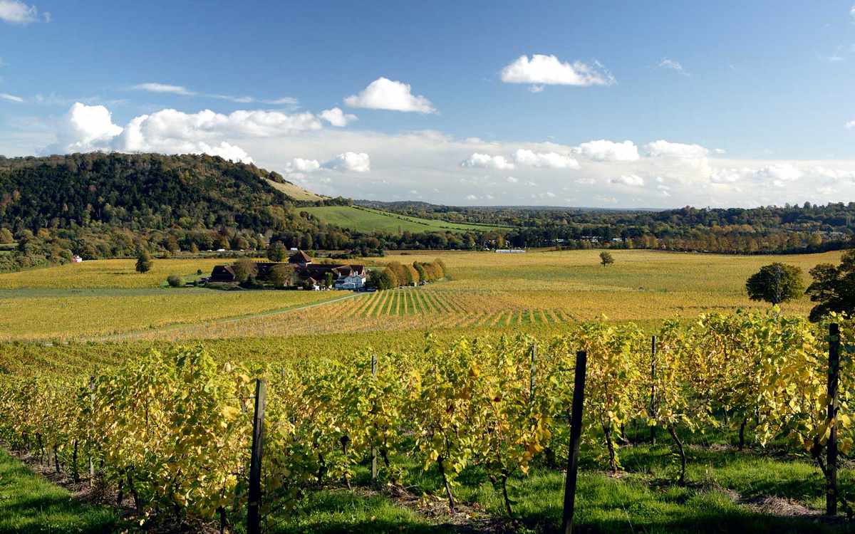 Denbies Wine Estate, one of the largest privately owned vineyards in Europe, found in Dorking, Surrey.