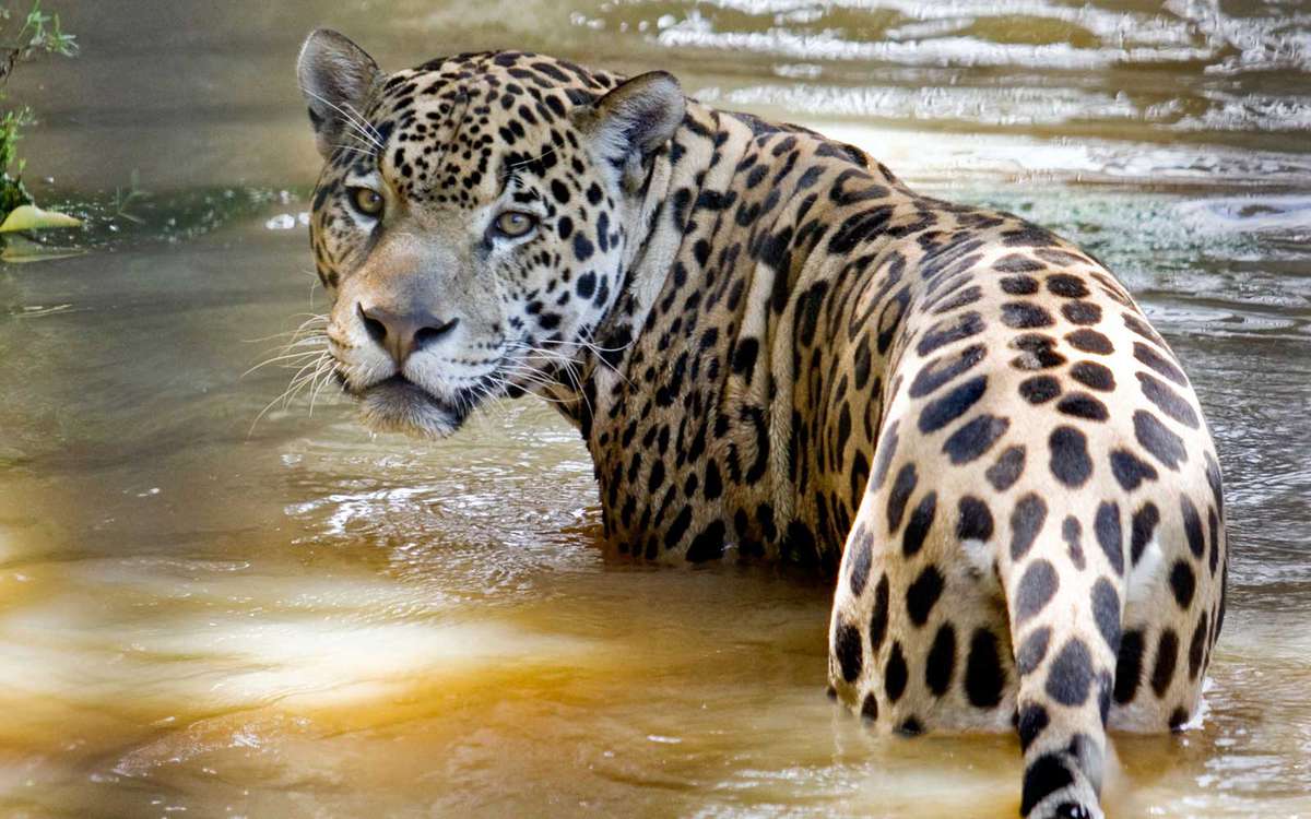 A jaguar takes a bath in Macouria, French Guyana