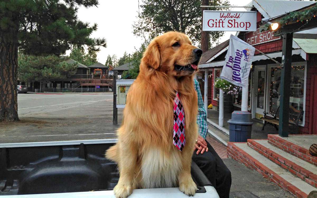 This California Town Has a Dog for a Mayor and You Can Request a Meeting  With Him | Travel + Leisure