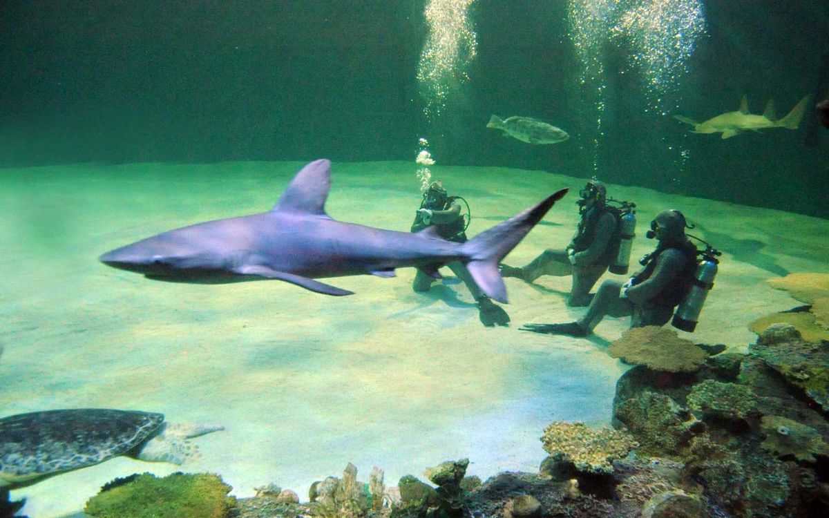 Shark Reef Aquarium at Mandalay Bay Resort, Las Vegas