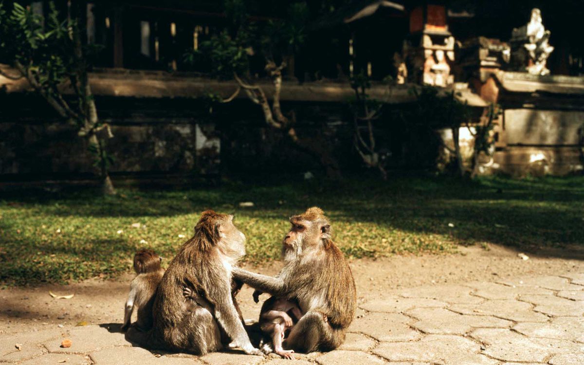 Two long tailed Balinese Macaque and babies at in Bali