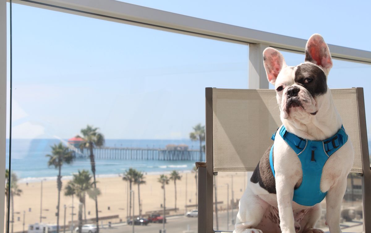 Dog-friendly Pasea Hotel Huntington Beach, CA