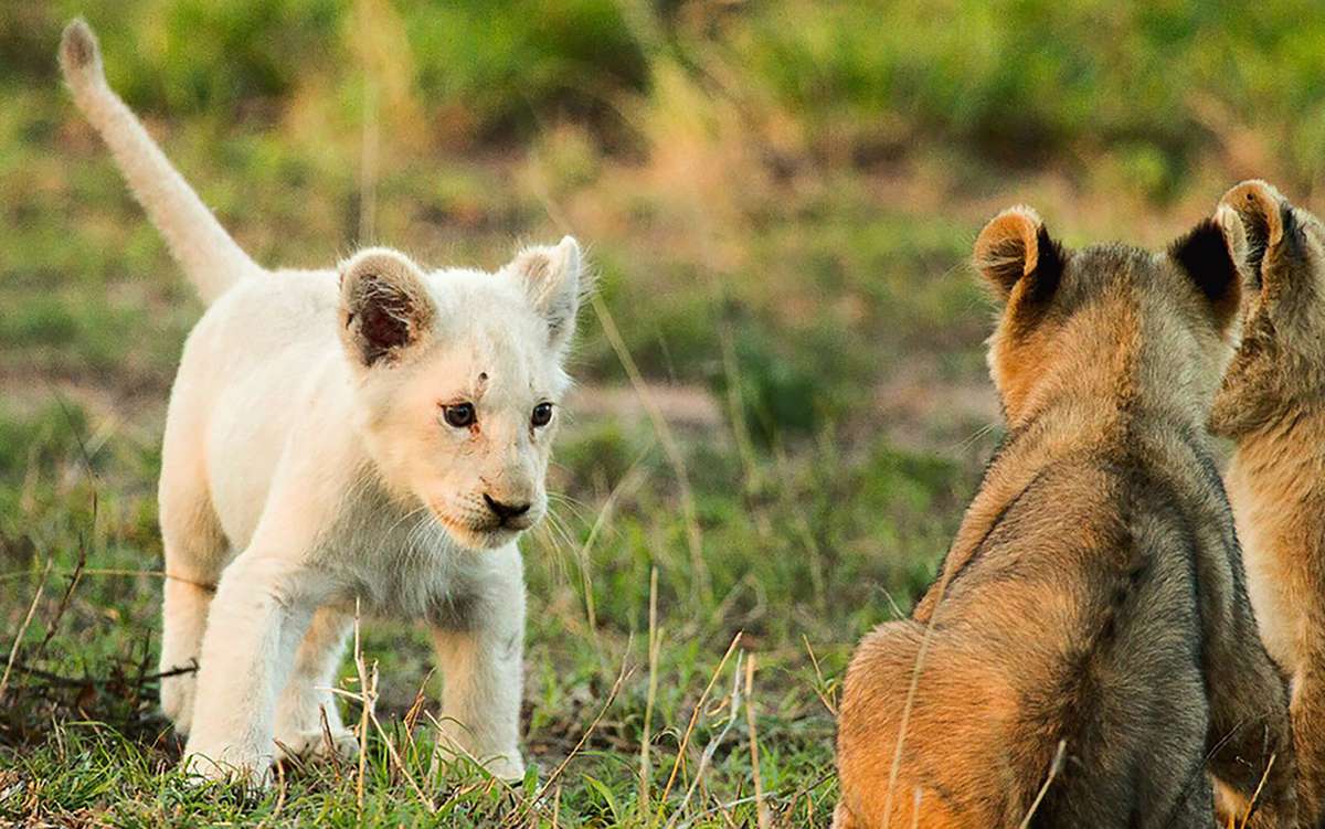 White lion cub