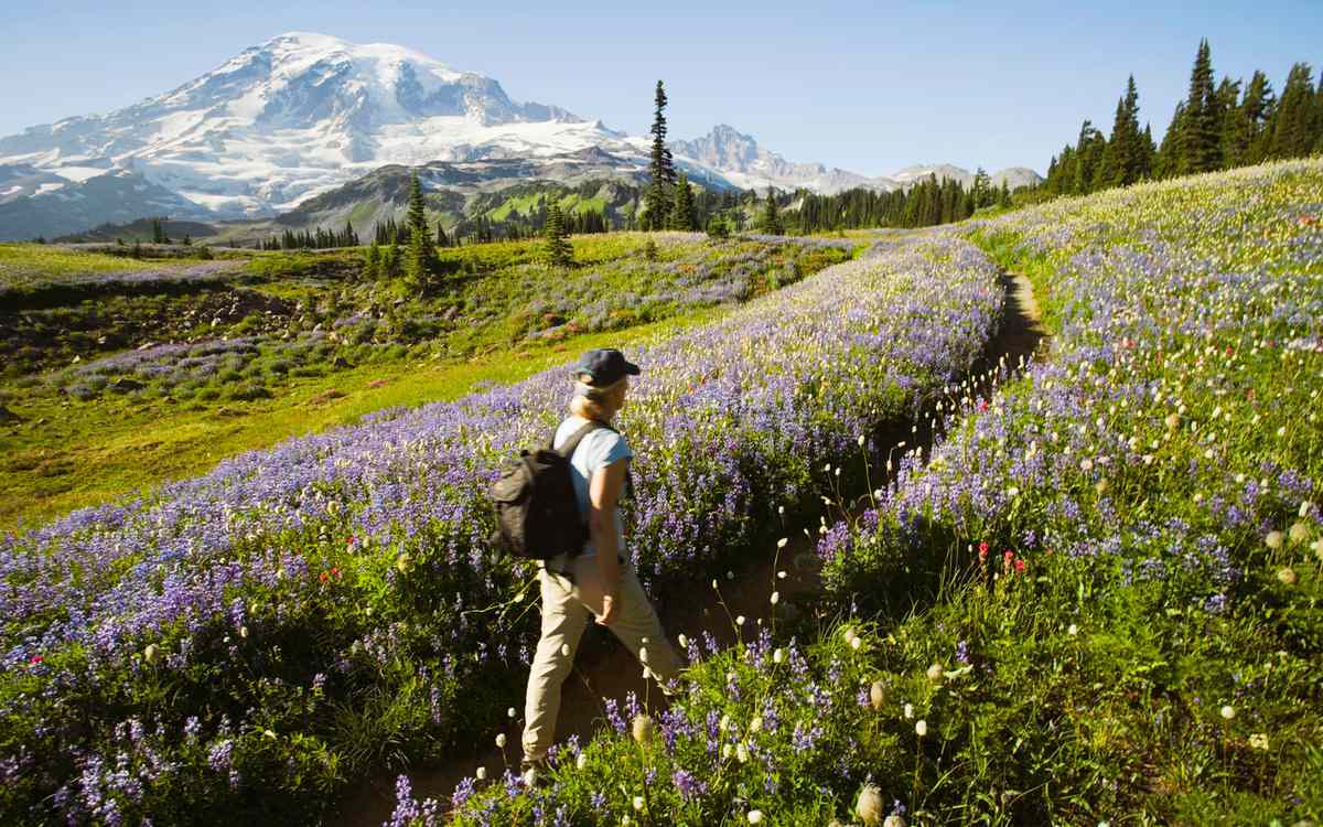 Mount Rainier wildflower bloom