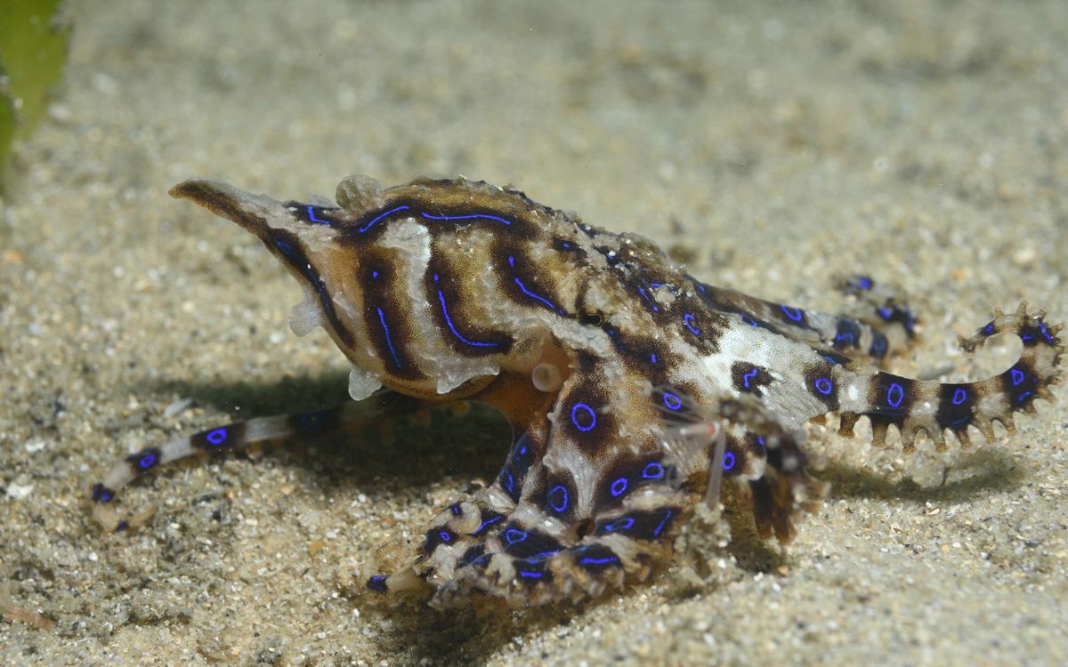  Touristen in Australien spielen unwissentlich mit extrem giftigem Oktopus herum