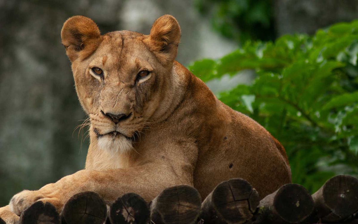 Lioness at a zoo