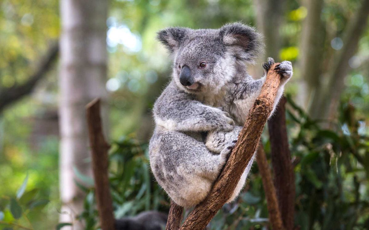 Australia, Brisbane, Lone Pine Koala Sanctuary, portrait of koala perching  on tree trunk