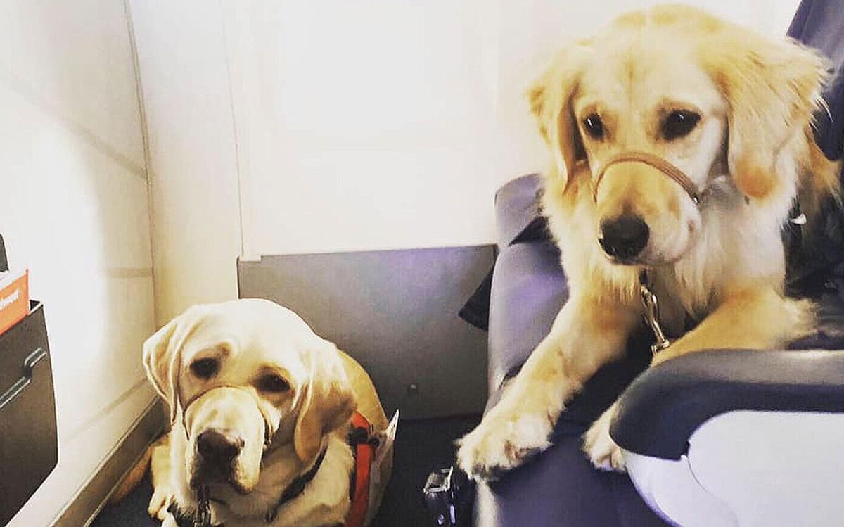 Therapy Dogs Rudy and Chanel Fly Out to El Paso to Comfort Victims and First Responders