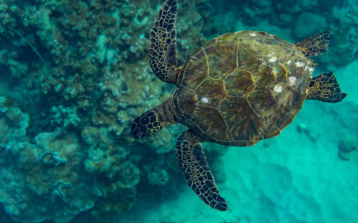 Mala Warf sea turtle