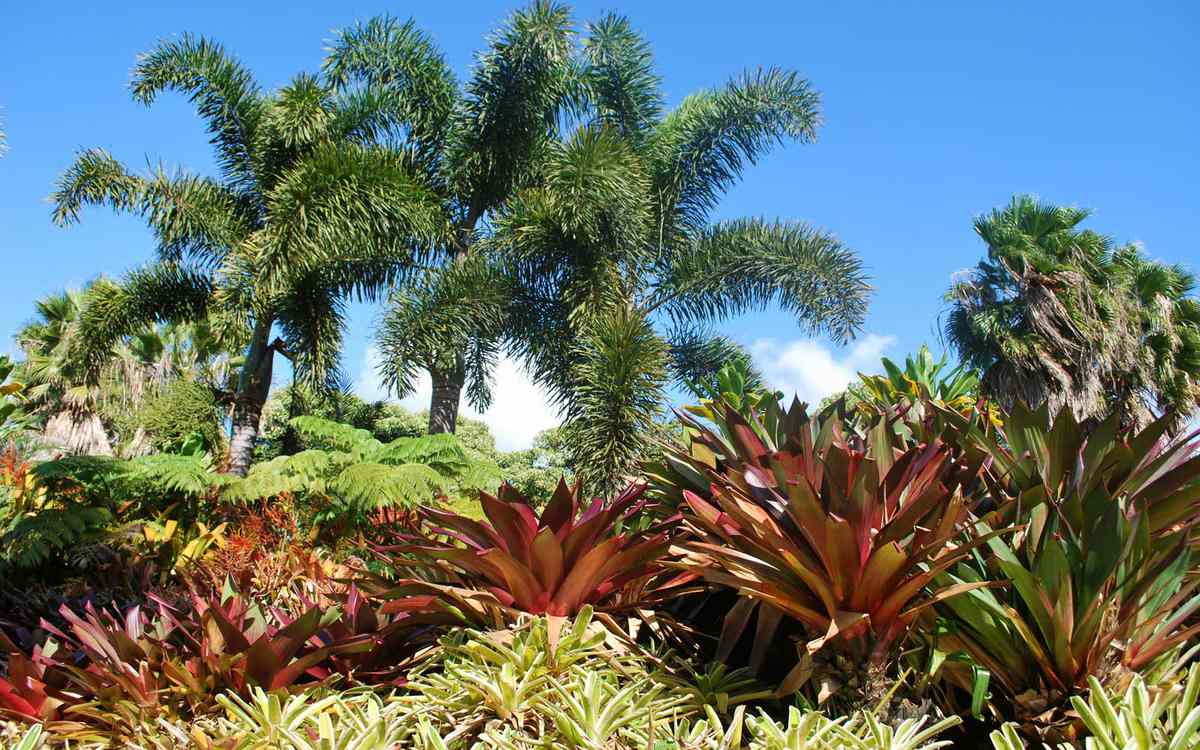 Waimea Valley botanical garden in Oahu, Hawaii