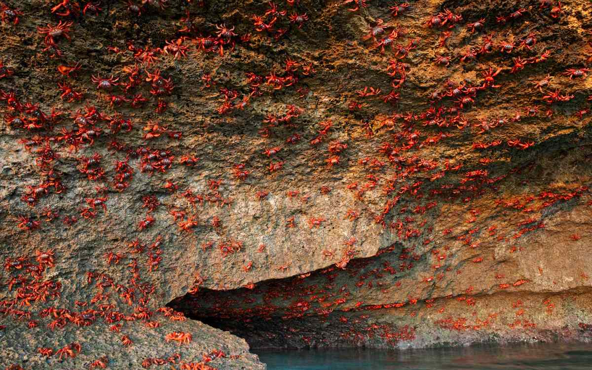 Red Crabs, Christmas Island, Australia
