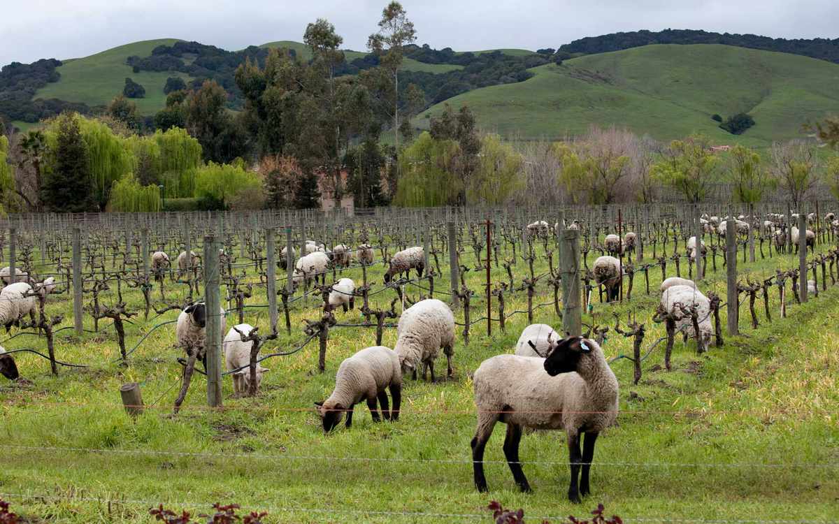 Sheep grazing for weeds in in Cline vineyard.