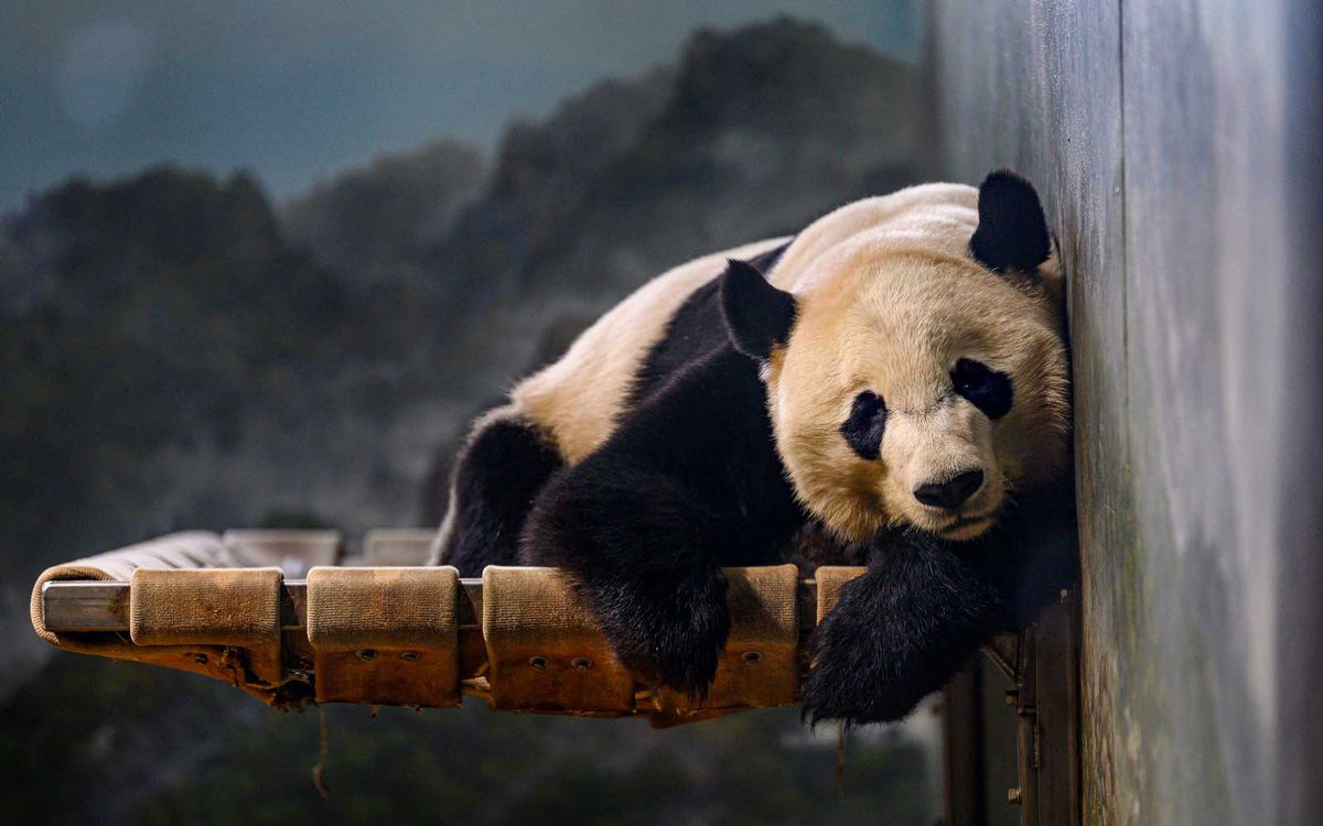 Bei Bei The Giant Panda Is Flying From D C To China On A Private